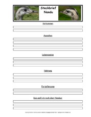 Nandu-Tiersteckbriefvorlage.pdf